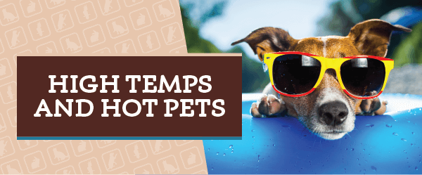 Pet Safety in High Heat